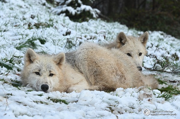 Polarwölfe Arctic wolves Anyu Nova Yuki